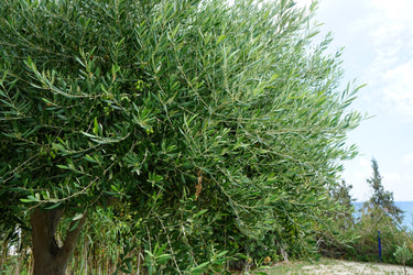 10 CANINO OLIVE TREE Olea Europaea Canino Edible European Common Green Black Fruit Seed